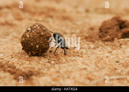 Sterco Beetle-South Africa Foto Stock