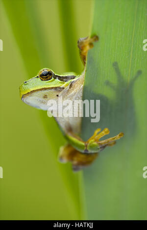 Laubfrosch-(Hyla-arborea)3.jpg Foto Stock