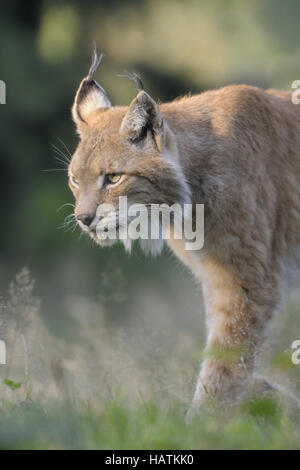 Luchs-(Lynx-Iynx)18.jpg Foto Stock