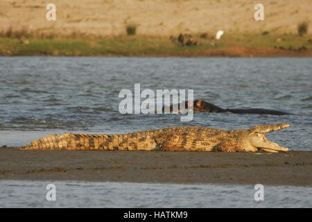 Coccodrillo del Nilo-riposo-Sud Africa Foto Stock