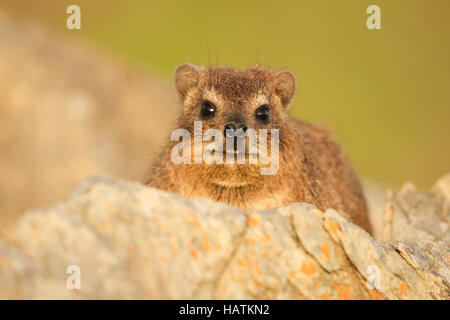 Rock Dassie - Klippschliefer - Africa del Sud Foto Stock