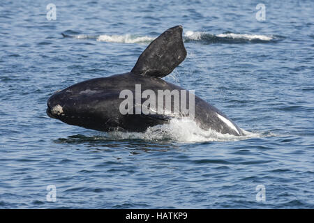 Southern Right Whale - - Africa del Sud Foto Stock