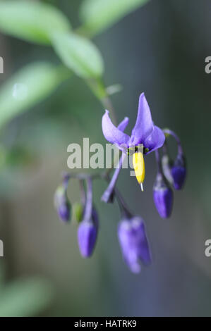 Solanum dulcamara Foto Stock