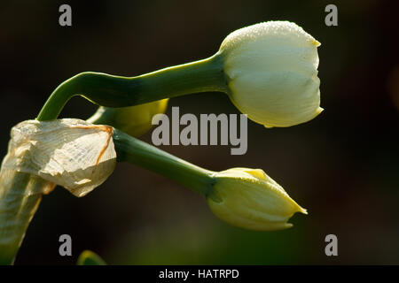 Herb twopence - Lysimachia nummularia Foto Stock