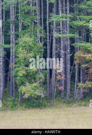 Bordo della foresta e campo in inizio di caduta Foto Stock