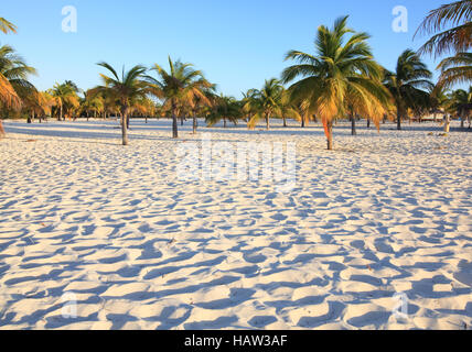 La sabbia bianca e palme. Playa Sirena. Cayo Largo. Cuba. Foto Stock