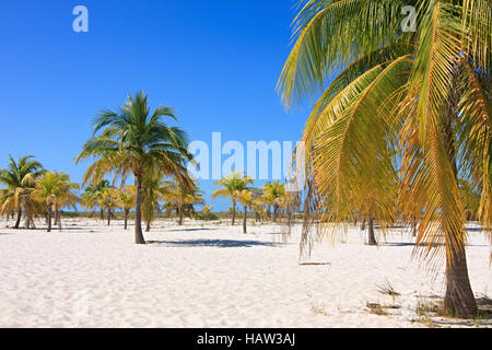 Palme sulla sabbia bianca. Playa Sirena. Cayo Largo. Cuba. Foto Stock