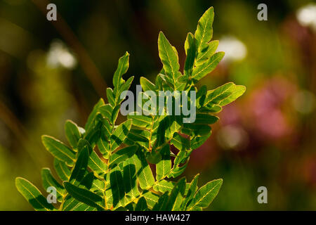 Fioritura - felce Osmunda regalis Foto Stock