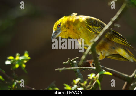 Tessitore a testa nera - Ploceus cucullatus Foto Stock