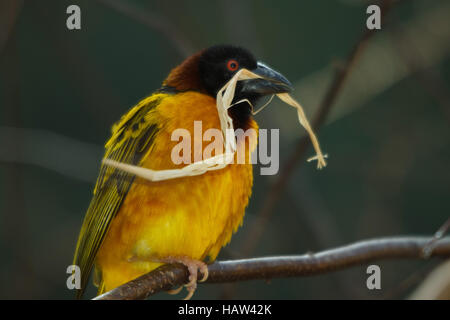 Tessitore a testa nera - Ploceus cucullatus Foto Stock