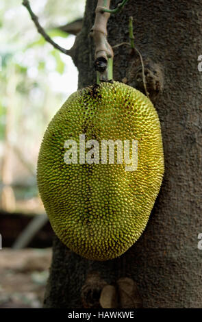 Jackfruit - Artocarpus heterophyllus Jackfruit Lam è il più grande albero-frutti nel mondo, raggiungendo 80 libbre di peso e di fino a 36 cm di lunghezza Foto Stock