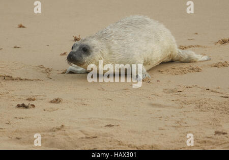 Una neonata guarnizione grigio (Halichoerus grypus) pup sdraiato sulla spiaggia , l'attesa per la sua mamma per tornare dal mare di allattare. Foto Stock