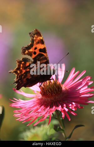 Butterfly, virgola su Aster Foto Stock