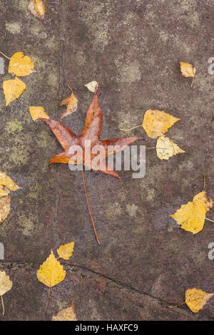 Foglie di autunno su un sentiero Foto Stock