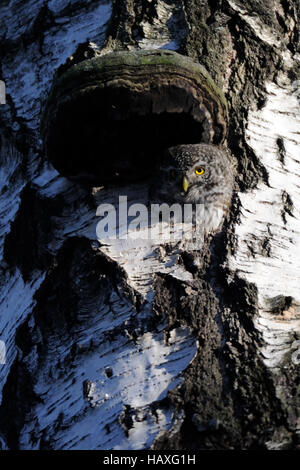 Il Gufo pigmeo (Glaucidium passerinum) nella cava di betulla. Mosca, Russia Foto Stock