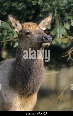 Elk vitello in verticale - (Rocky Mountain Elk) Foto Stock