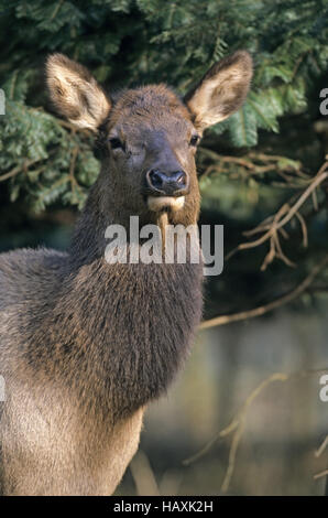 Elk vitello in verticale - (Rocky Mountain Elk) Foto Stock