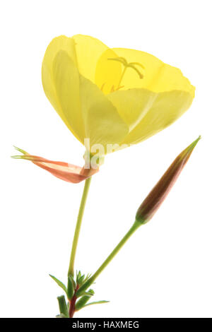 ) Evening Primerose (oenothera biennis) Foto Stock
