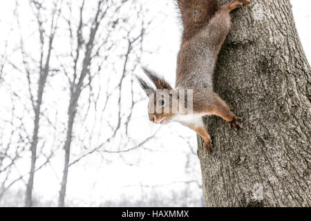 Curioso scoiattolo giovane si siede sul tronco di albero e guarda per un pasto veloce in winter park Foto Stock