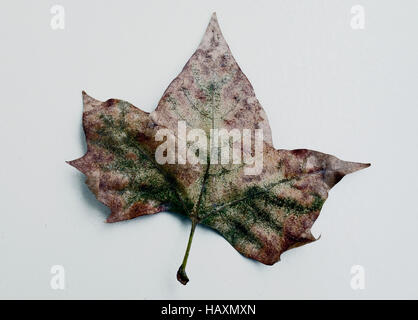 Foglio di autunno Foto Stock