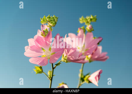 Prato Malva rosa contro un cielo blu Foto Stock