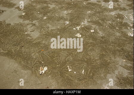 Sfera di granchio Crop Circles. Sabah, Borneo, Malaysia, sud-est asiatico. Sul mare del sud della Cina Foto Stock