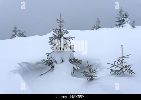 Snovy alberi sulle montagne invernali Foto Stock