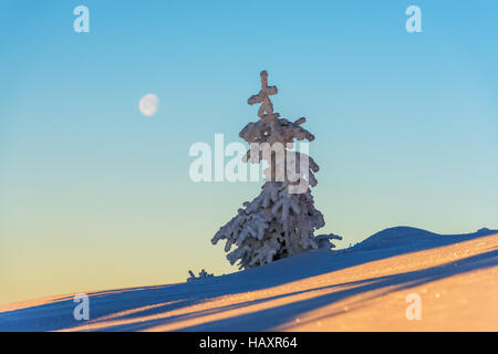 Snovy alberi sulle montagne invernali Foto Stock