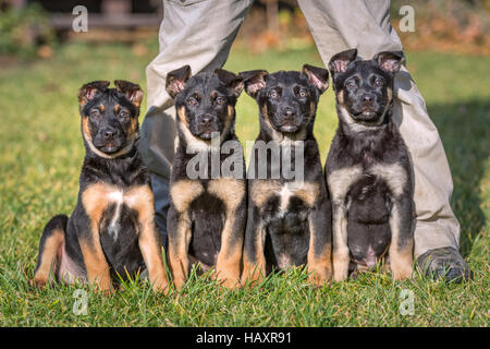 Pastore belga puppys sul prato verde Foto Stock