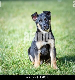 Pastore belga cucciolo sul prato verde Foto Stock