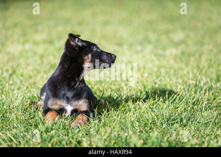 Pastore belga cucciolo sul prato verde Foto Stock