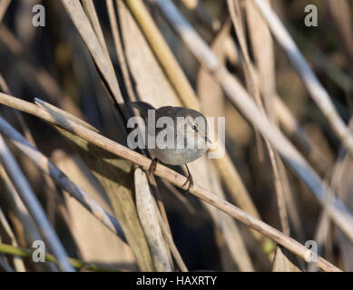 Siberian Chiffchaff, Phylloscopus collybita tristis, in un letto di reed, a Llyn Coed-y-dinas, Foto Stock