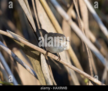 Siberian Chiffchaff, Phylloscopus collybita tristis, in un letto di reed, a Llyn Coed-y-dinas, Foto Stock