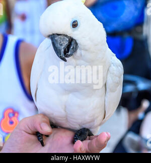 Zolfo-crested cockatoo permanente sulla mano Foto Stock