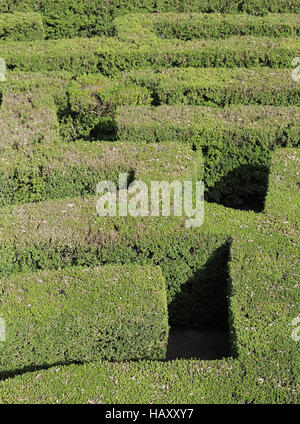 Siepi spesse di un difficile labirinto di un giardino Foto Stock