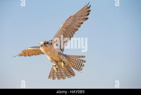 Dubai, UAE, Novembre 19th, 2016: Una falconer in abito tradizionale, la formazione di un falco pellegrino (Falco peregrinus) Foto Stock