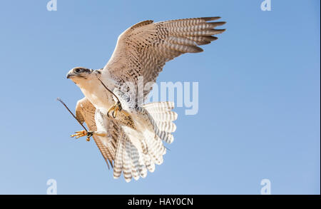 Dubai, UAE, Novembre 19th, 2016: Una falconer in abito tradizionale, la formazione di un falco pellegrino (Falco peregrinus) Foto Stock