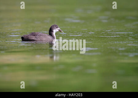Comune folaga (fulica atra) capretti alimentando in acqua. Staffelsee. Alta Baviera. Germania. Foto Stock