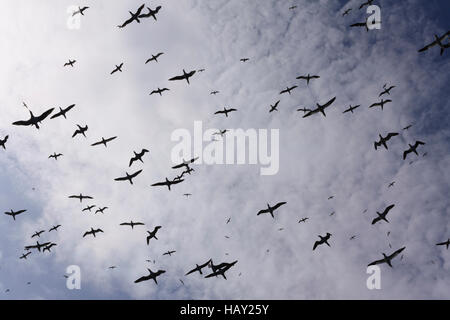 Sule flying overhead, loro sagome contrastando contro un cielo luminoso, vicino Boreray, St Kilda, Scozia Foto Stock