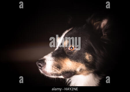 Un Border Collie nel profilo con uno sfondo scuro Foto Stock