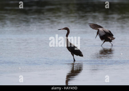 Reddish Garzetta (Egretta rufescens) foraggio, J.N. "Ing" Darling National Wildlife Refuge, Sanibel Island, Florida Foto Stock