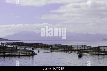 I pesci di allevamento in gabbie di West Loch Tarbert sulla penisola di Kintyre. Argyll and Bute, Scozia.. Foto Stock