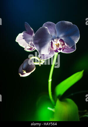 Blach orchid fiore vista verticale su sfondo nero Foto Stock