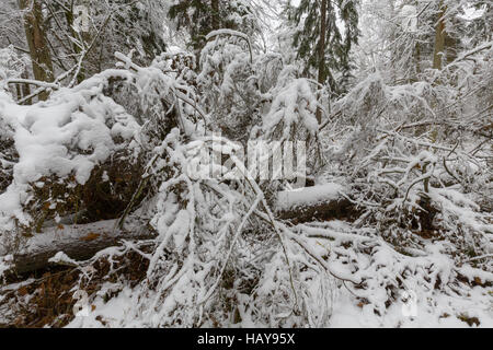 Paesaggio invernale di foresta naturale con morti albero di abete giacente, foresta di Bialowieza, Polonia, Europa Foto Stock