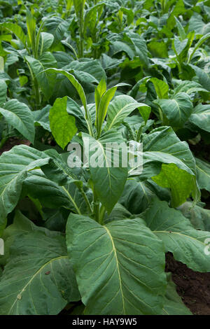 Pianta di tabacco, Mae Rim, Chiang Mai ,Thailandia Foto Stock