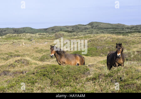 Exmoor Pony mares nelle dune Foto Stock