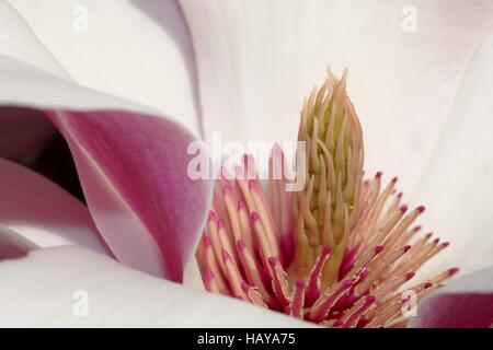 Magnolia Foto Stock