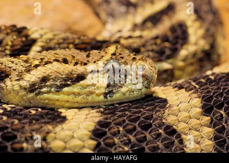 Bitis arietans Foto Stock