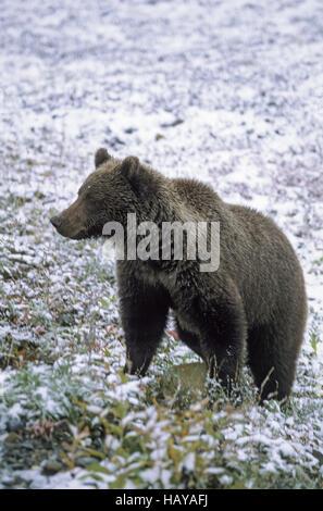 Orso grizzly nella neve-coperta tundra Foto Stock