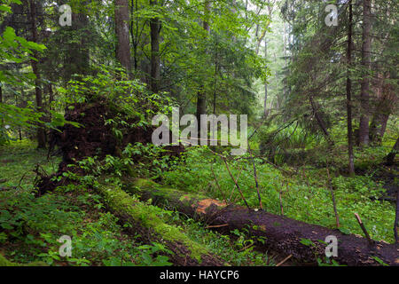 Naturale supporto misti in mattinata estiva con due abeti rotto rotto, foresta di Bialowieza, Polonia, Europa Foto Stock